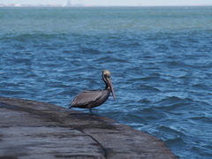 Pelecanus occidentalis