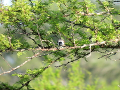 Xenopsaris albinucha