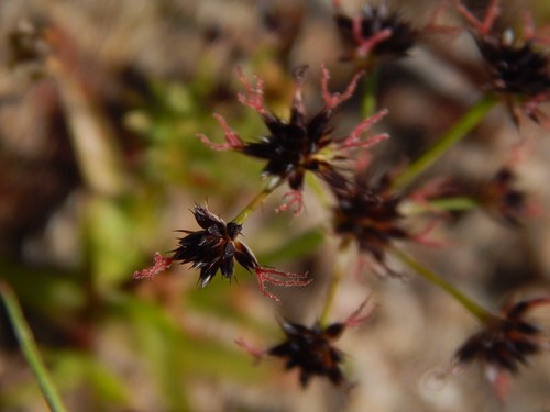 Image of Juncus cephalotes by no rights reserved