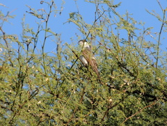 Xenopsaris albinucha