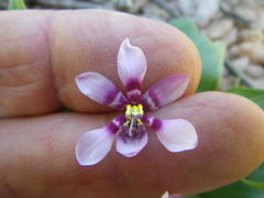 Cyanella orchidiformis
