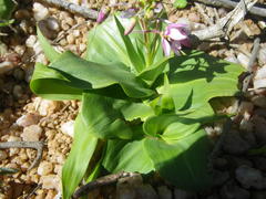 Cyanella orchidiformis