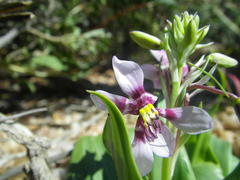 Cyanella orchidiformis