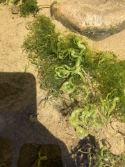 Ulva californica