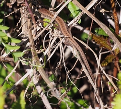 Elgaria coerulea coerulea