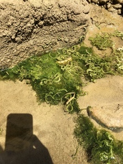 Ulva californica
