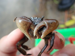 Ptychognathus altimanus