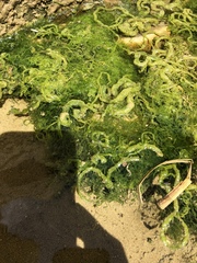 Ulva californica