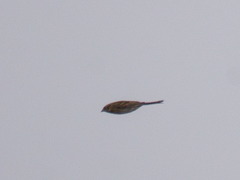 Emberizidae