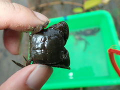 Ptychognathus altimanus