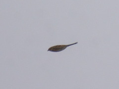 Emberizidae