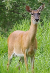 Odocoileus virginianus macrourus
