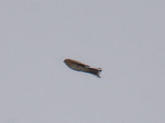 Emberizidae
