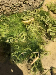 Ulva californica