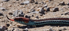 Thamnophis sirtalis tetrataenia