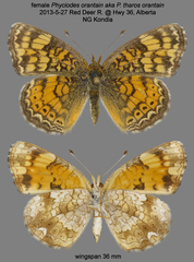 Phyciodes tharos orantain
