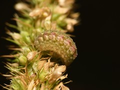 Brephidium exilis