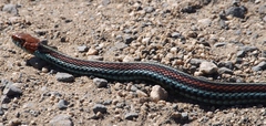 Thamnophis sirtalis tetrataenia