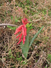 Lachenalia bulbifera