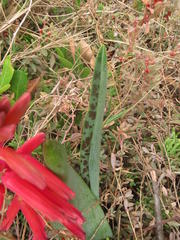 Lachenalia bulbifera