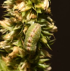 Brephidium exilis