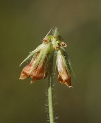 Trifolium bifidum
