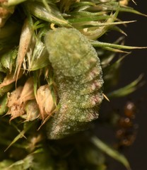 Brephidium exilis