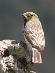 Emberiza cineracea
