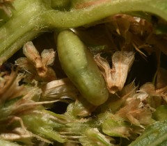 Brephidium exilis