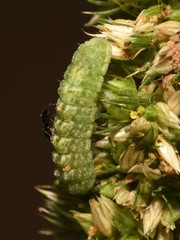 Brephidium exilis