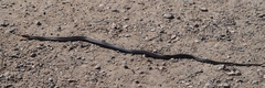 Thamnophis sirtalis tetrataenia