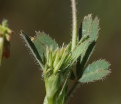 Trifolium bifidum
