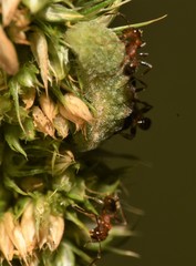 Brephidium exilis
