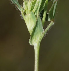 Trifolium bifidum