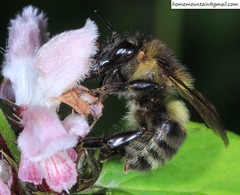 Bombus pseudobaicalensis