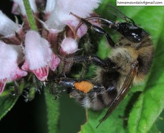 Bombus pseudobaicalensis