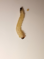 Cladardis elongatula
