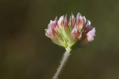 Trifolium bifidum