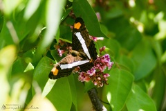 Adelpha iphicleola