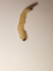 Cladardis elongatula