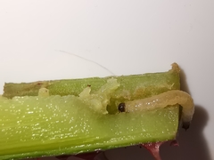 Cladardis elongatula