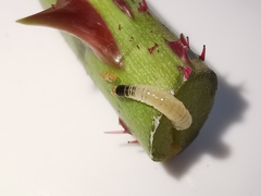 Cladardis elongatula