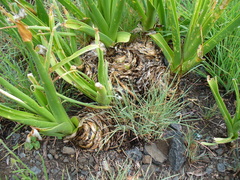 Albuca nelsonii