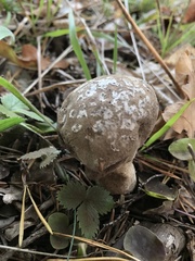 Lycoperdon mammiforme