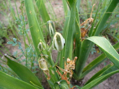 Albuca nelsonii