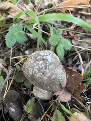 Lycoperdon mammiforme