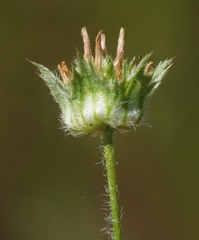 Trifolium microdon