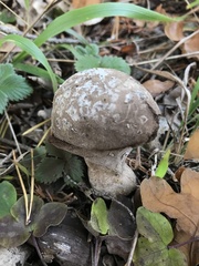 Lycoperdon mammiforme