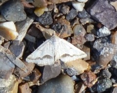 Frederickia s-signata