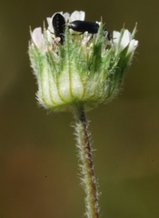 Trifolium microdon